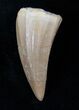 Fossil Mosasaurus Tooth #17028-1